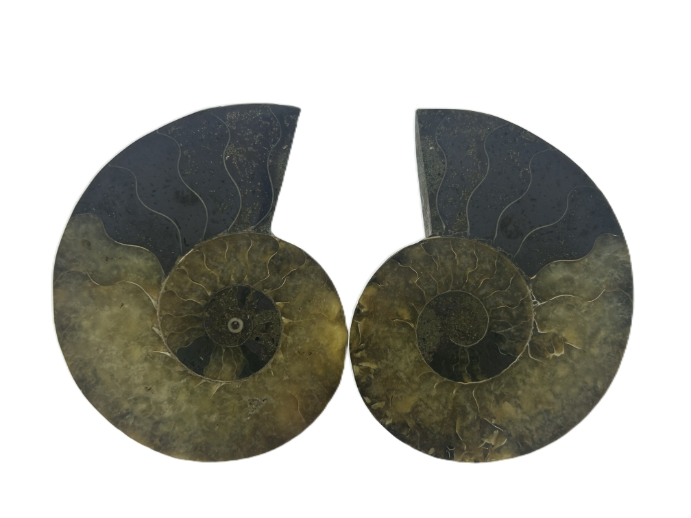 Pair of Cleoniceras.