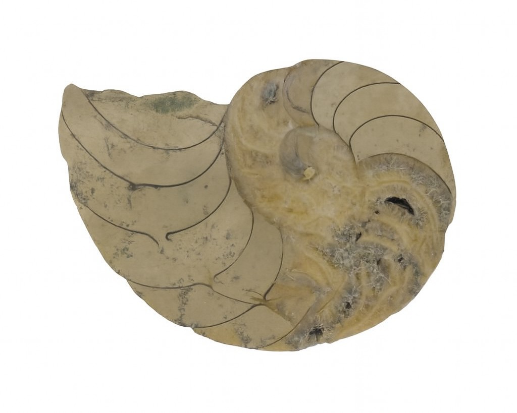 Cenoceras inornatum.