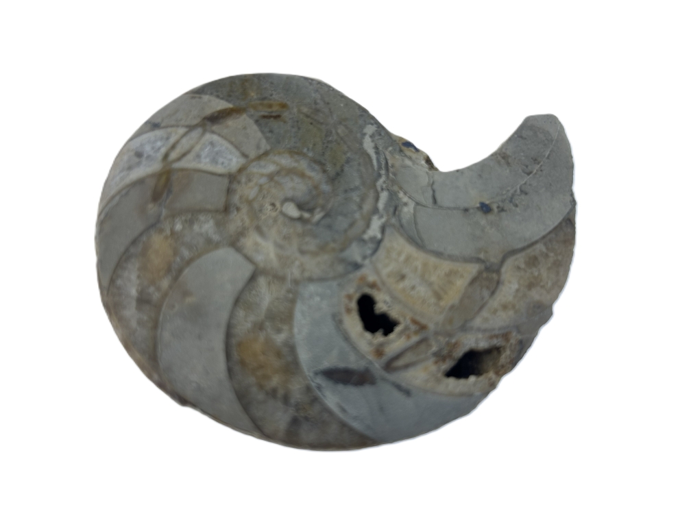 Cenoceras inornatum.