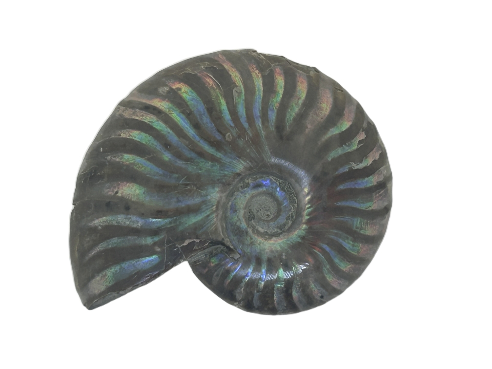 Iridescent Ammonite.
