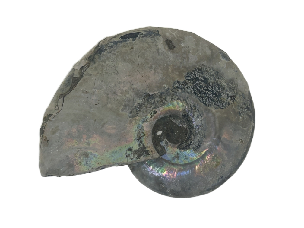 Iridescent Ammonite.