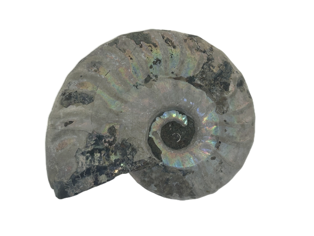 Iridescent Ammonite.