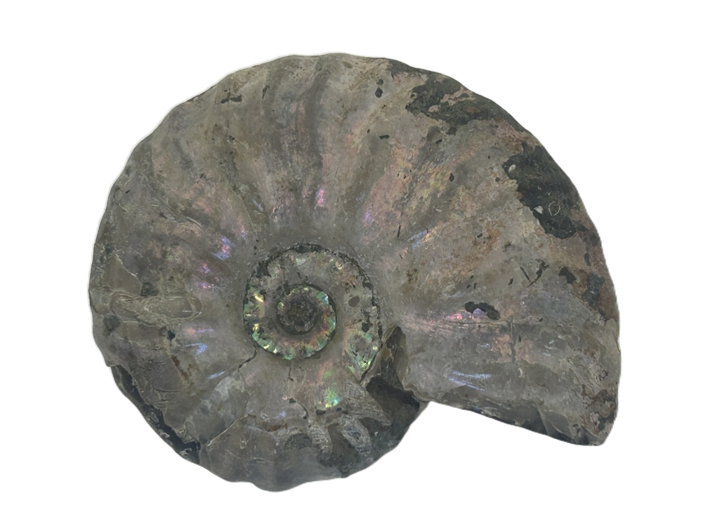 Iridescent Ammonite.