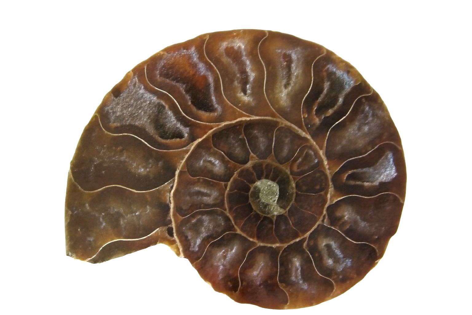 Cleoniceras
