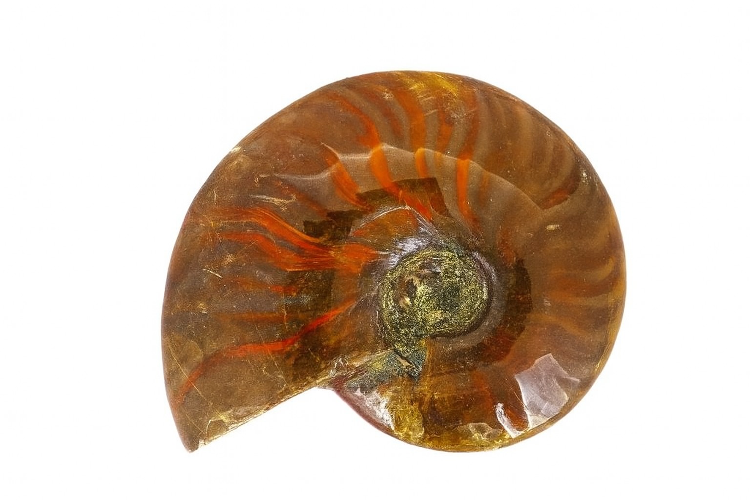 Opalescent Cleoniceras