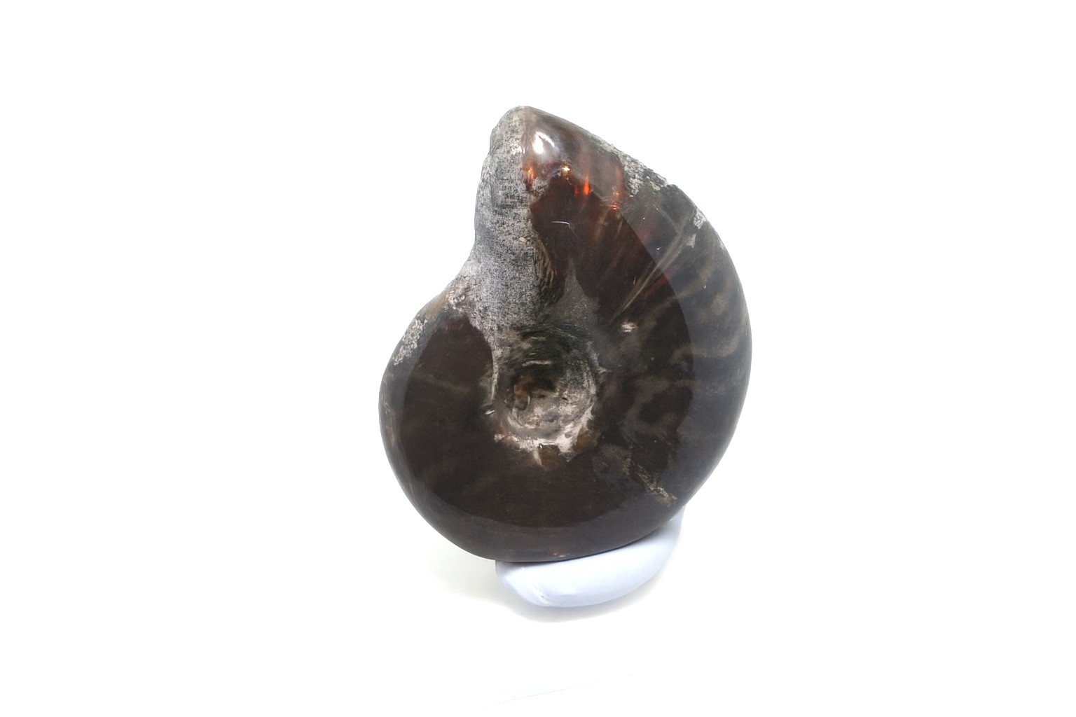Opalescent Ammonite.