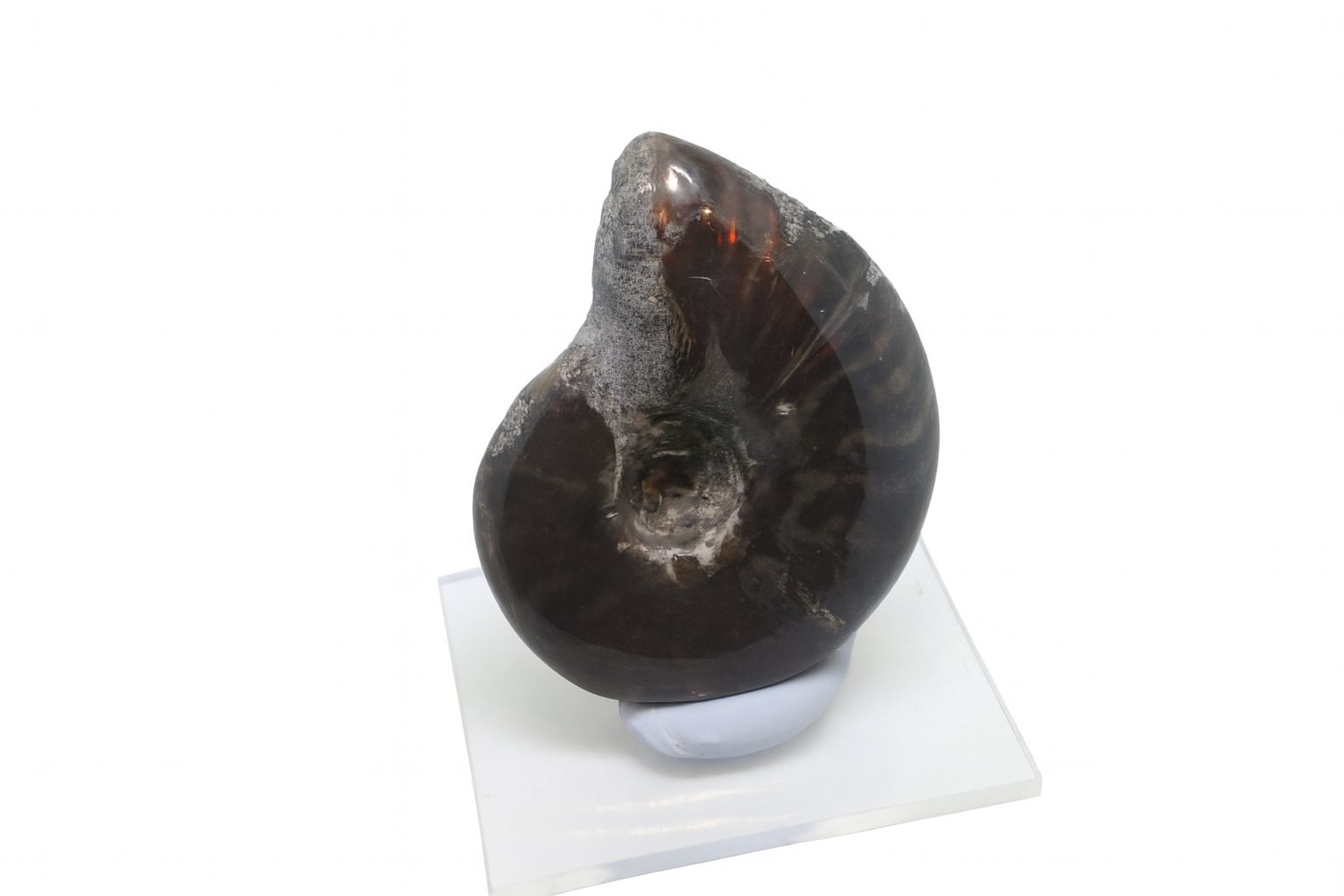 Opalescent Ammonite.