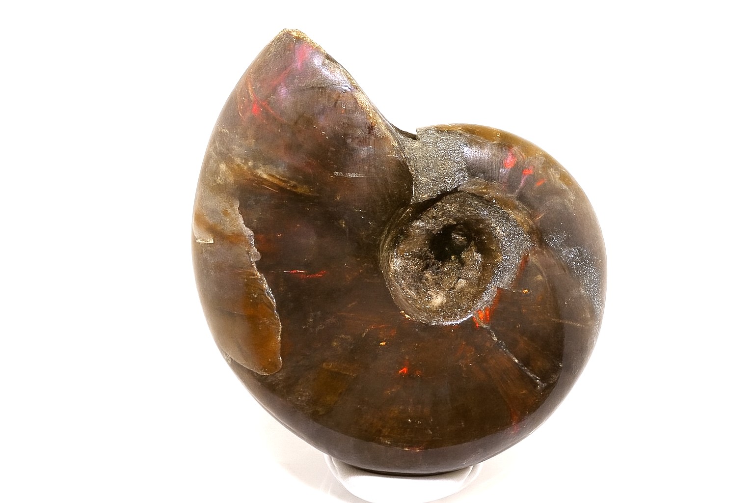 Opalescent Ammonite.