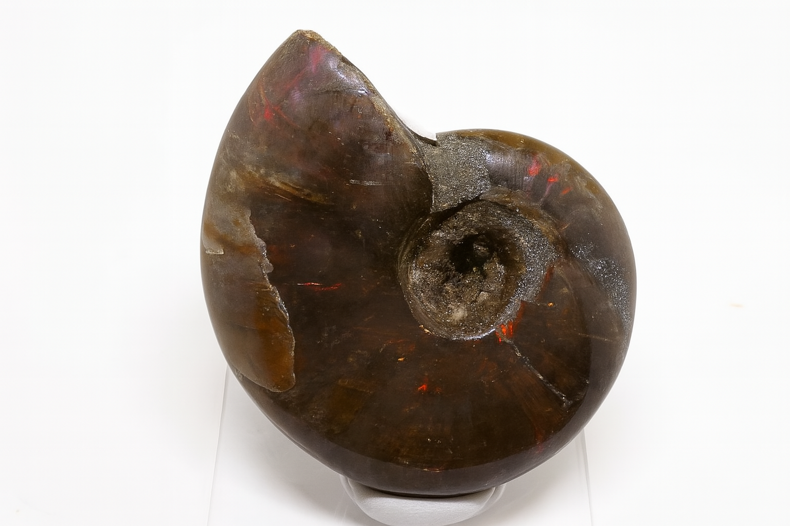 Opalescent Ammonite.