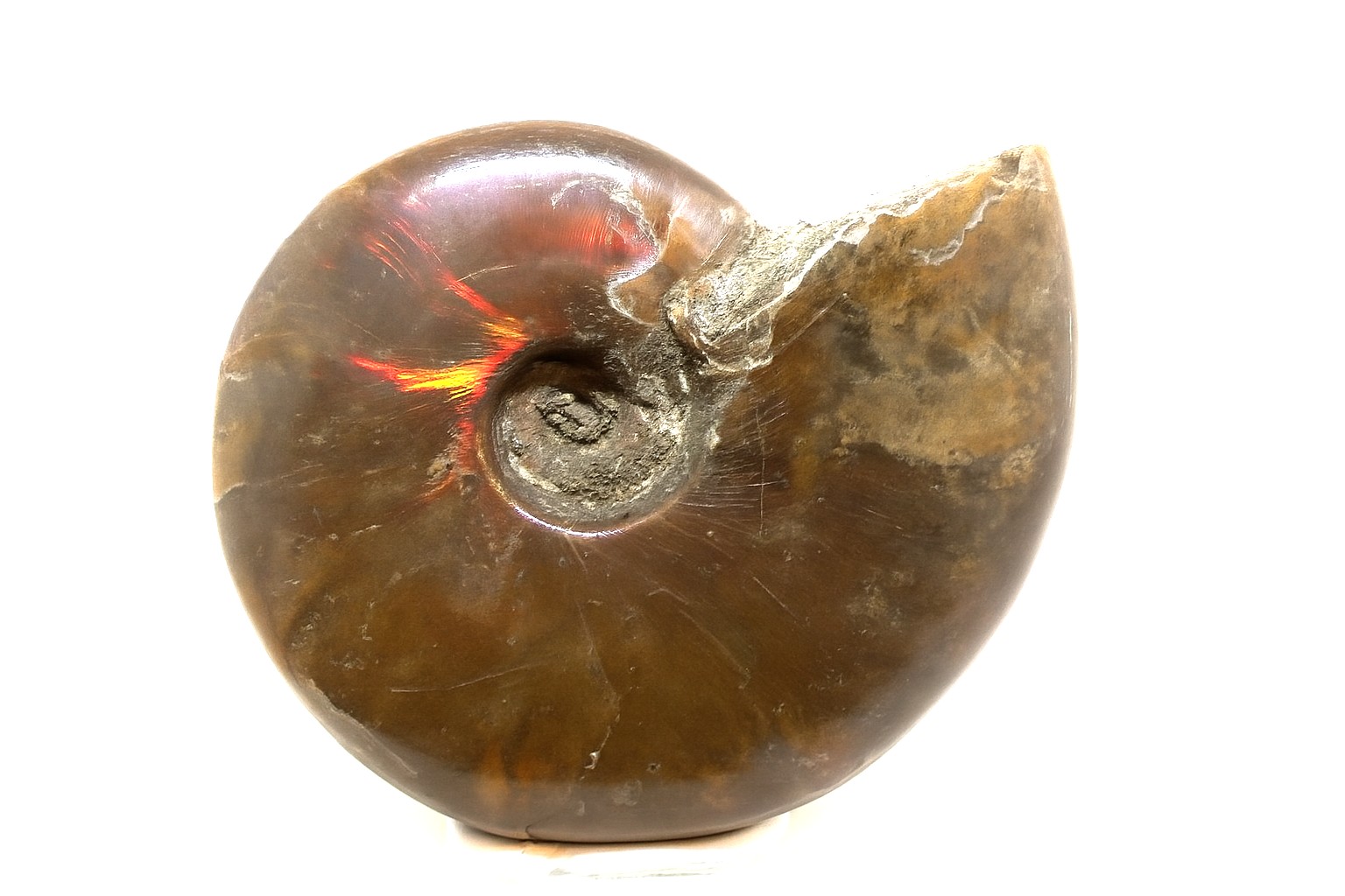 Opalescent Ammonite.