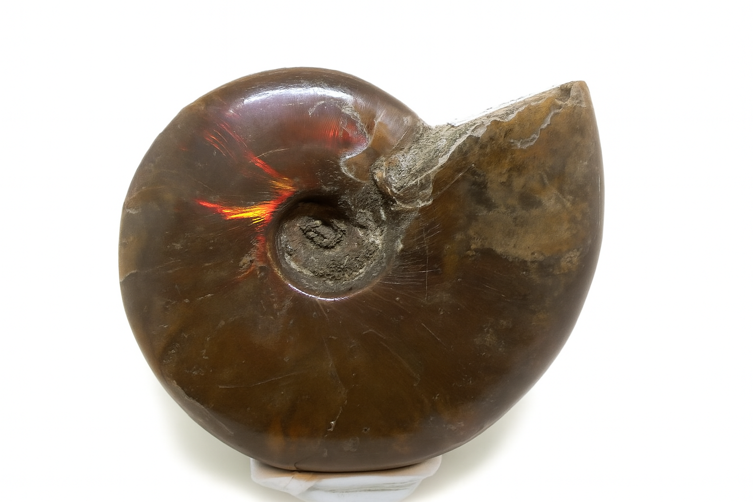 Opalescent Ammonite.