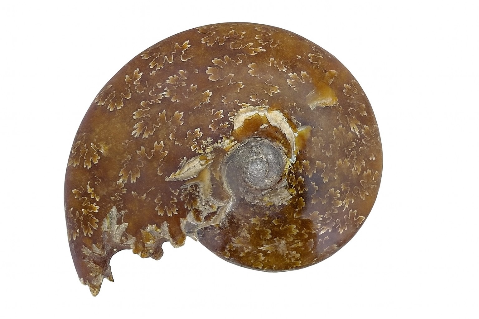 Cleoniceras.