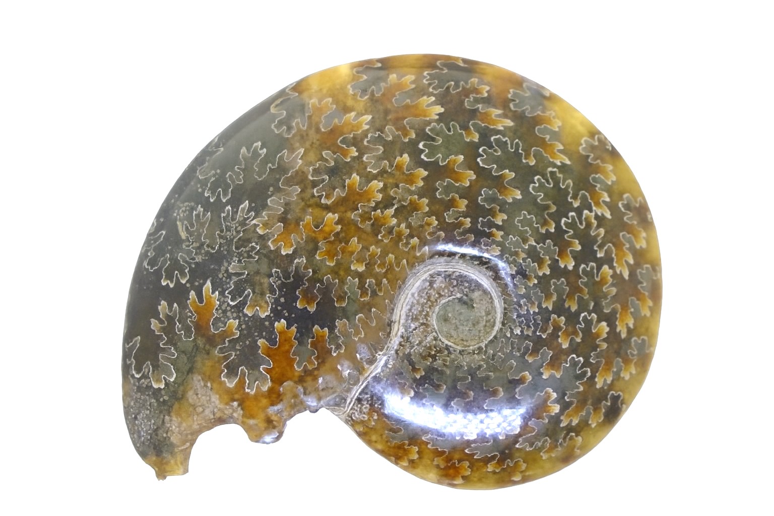Polished Cleoniceras