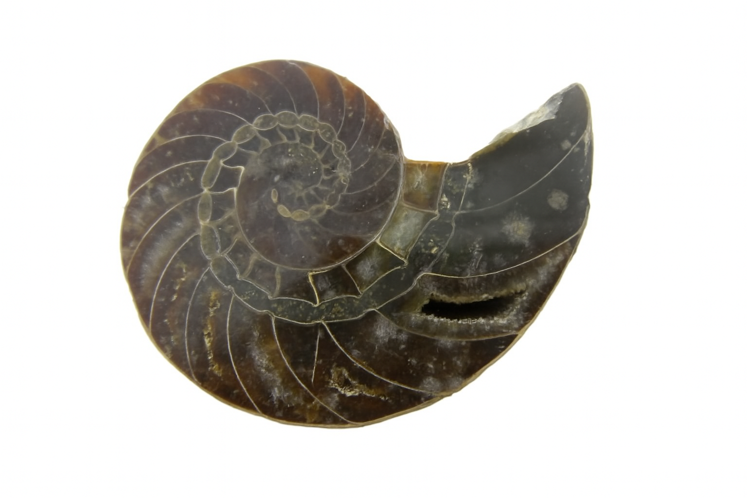 Cymatoceras sakalava.