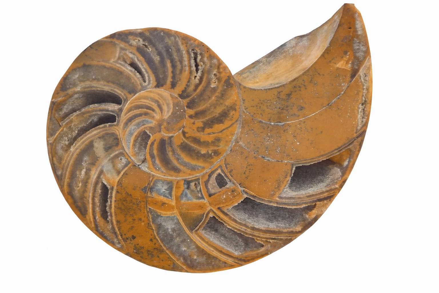 Cymatoceras sakalava.