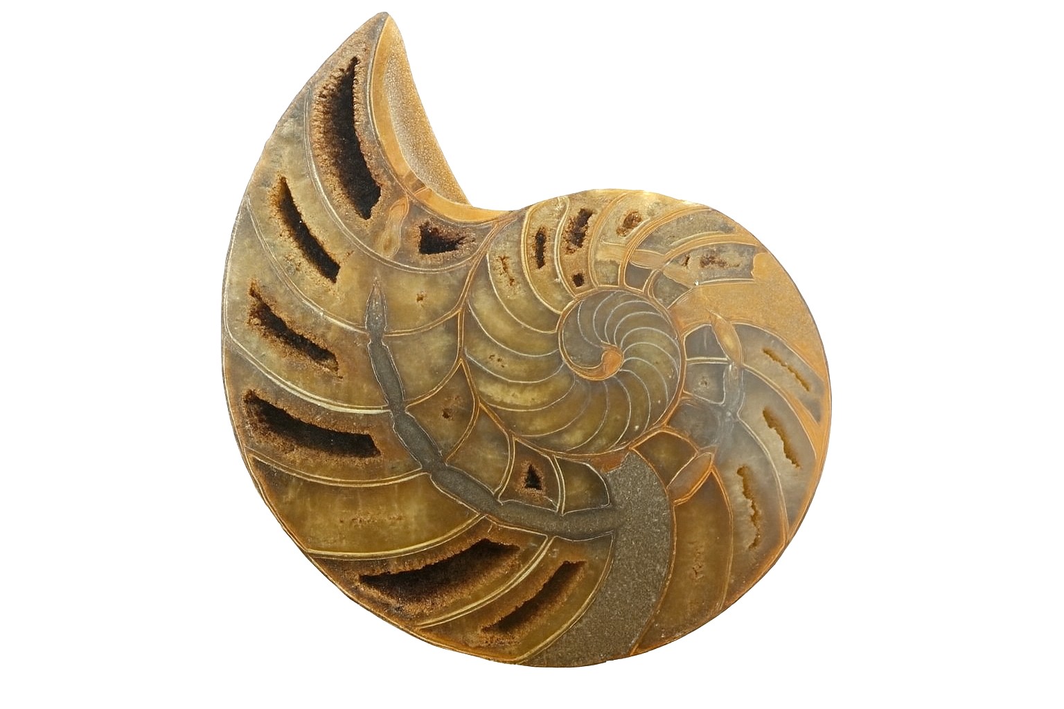 Cymatoceras sakalava.