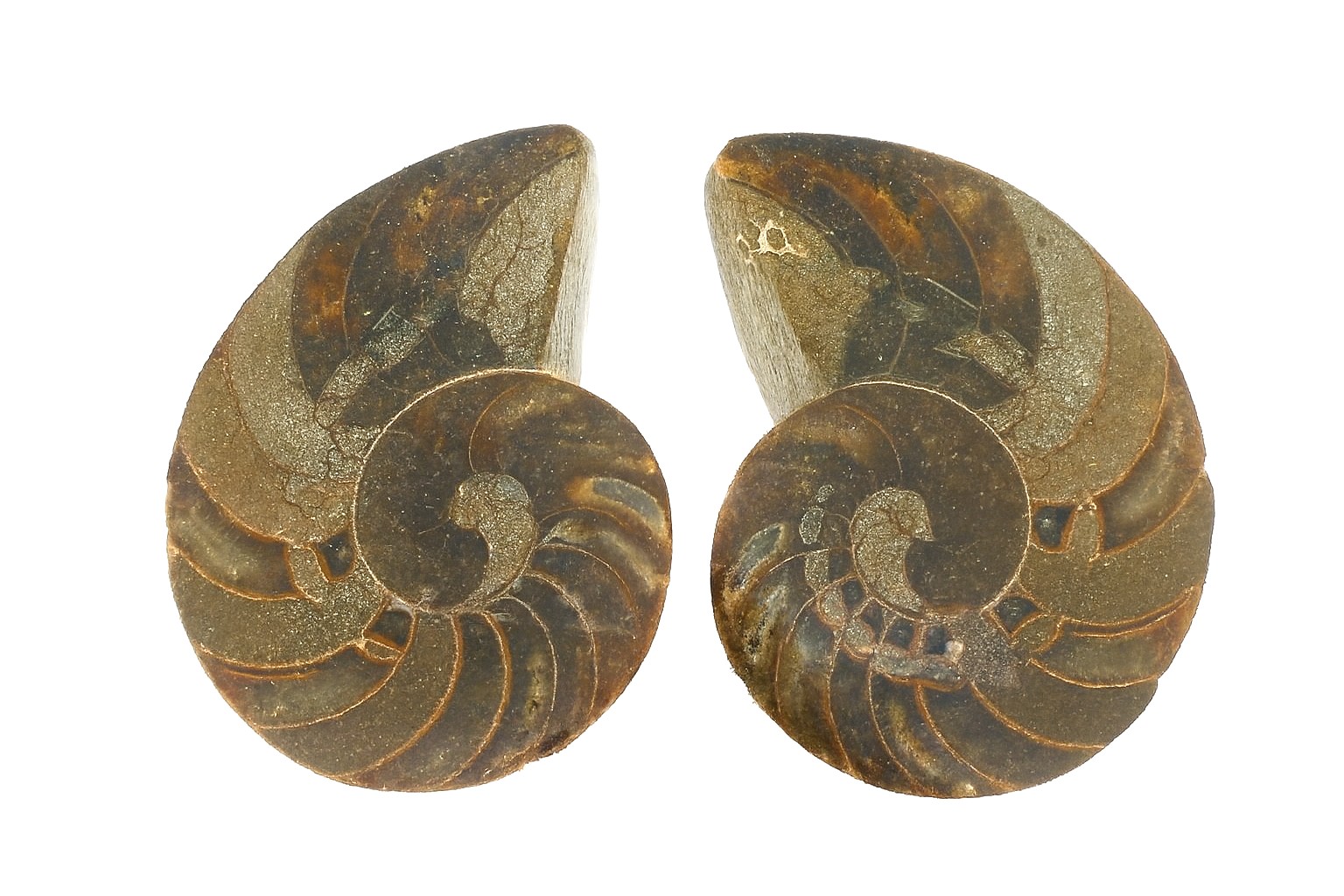 Cymatoceras sakalava.