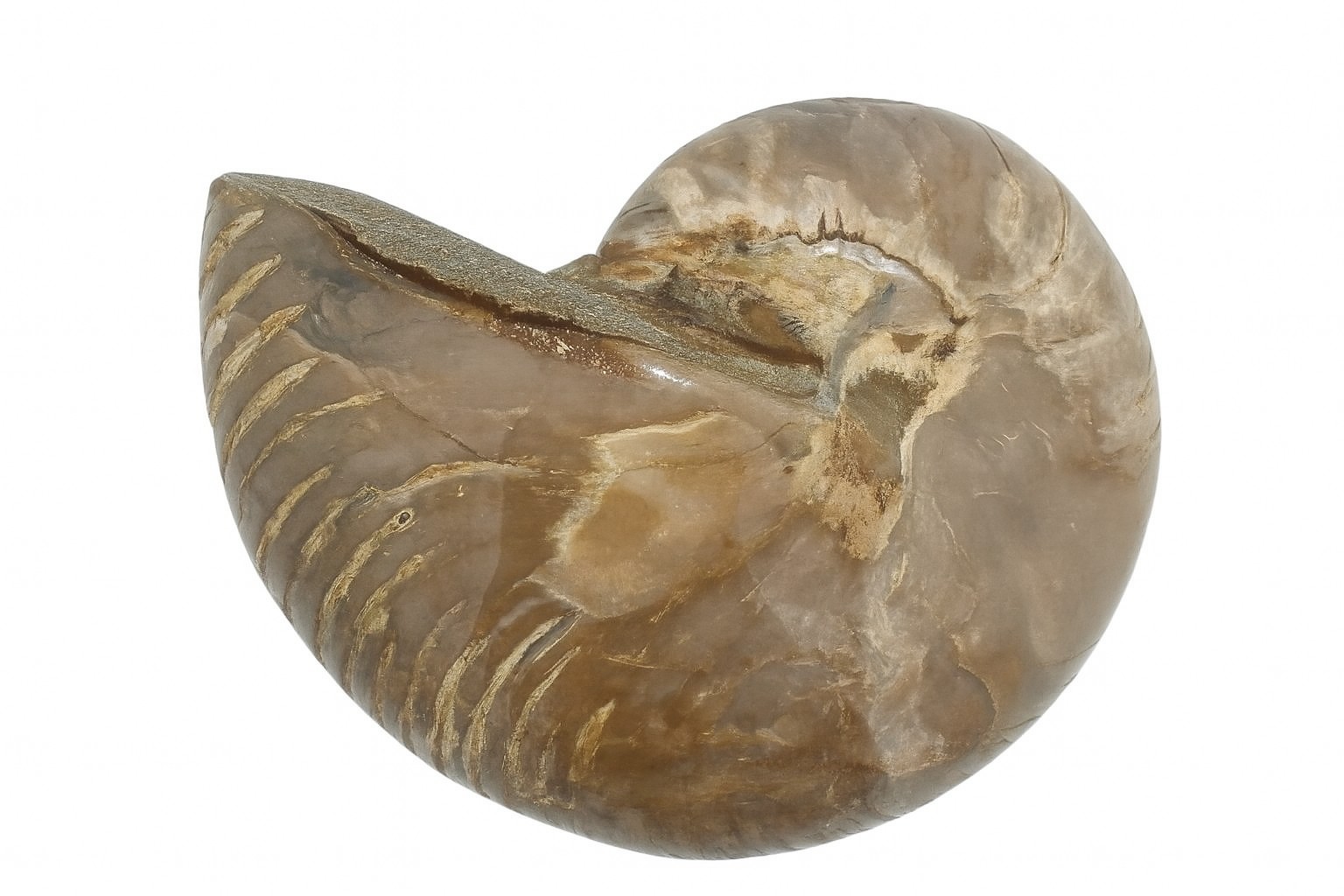 Cymatoceras sakalava.