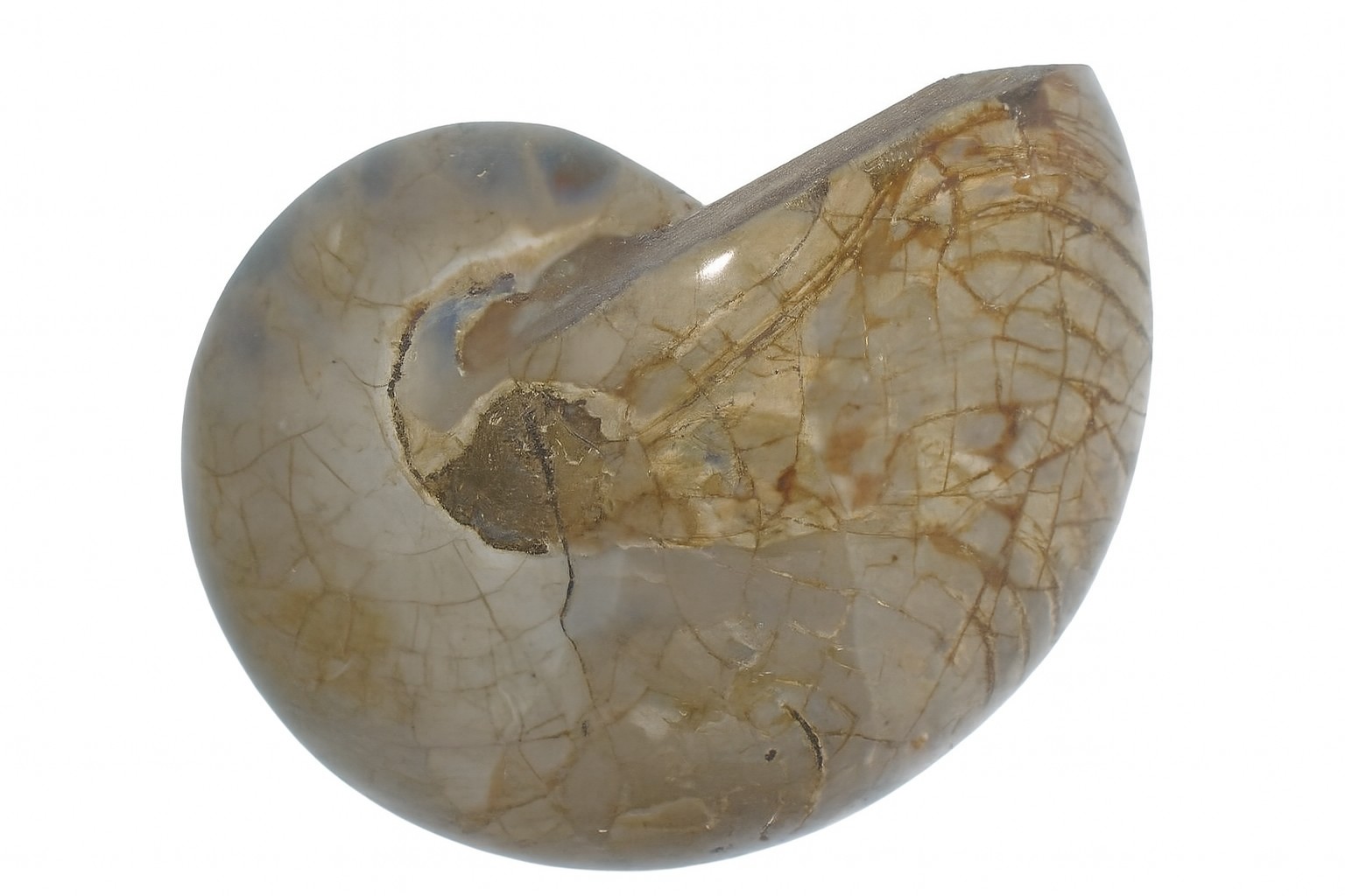 Cymatoceras sakalava.