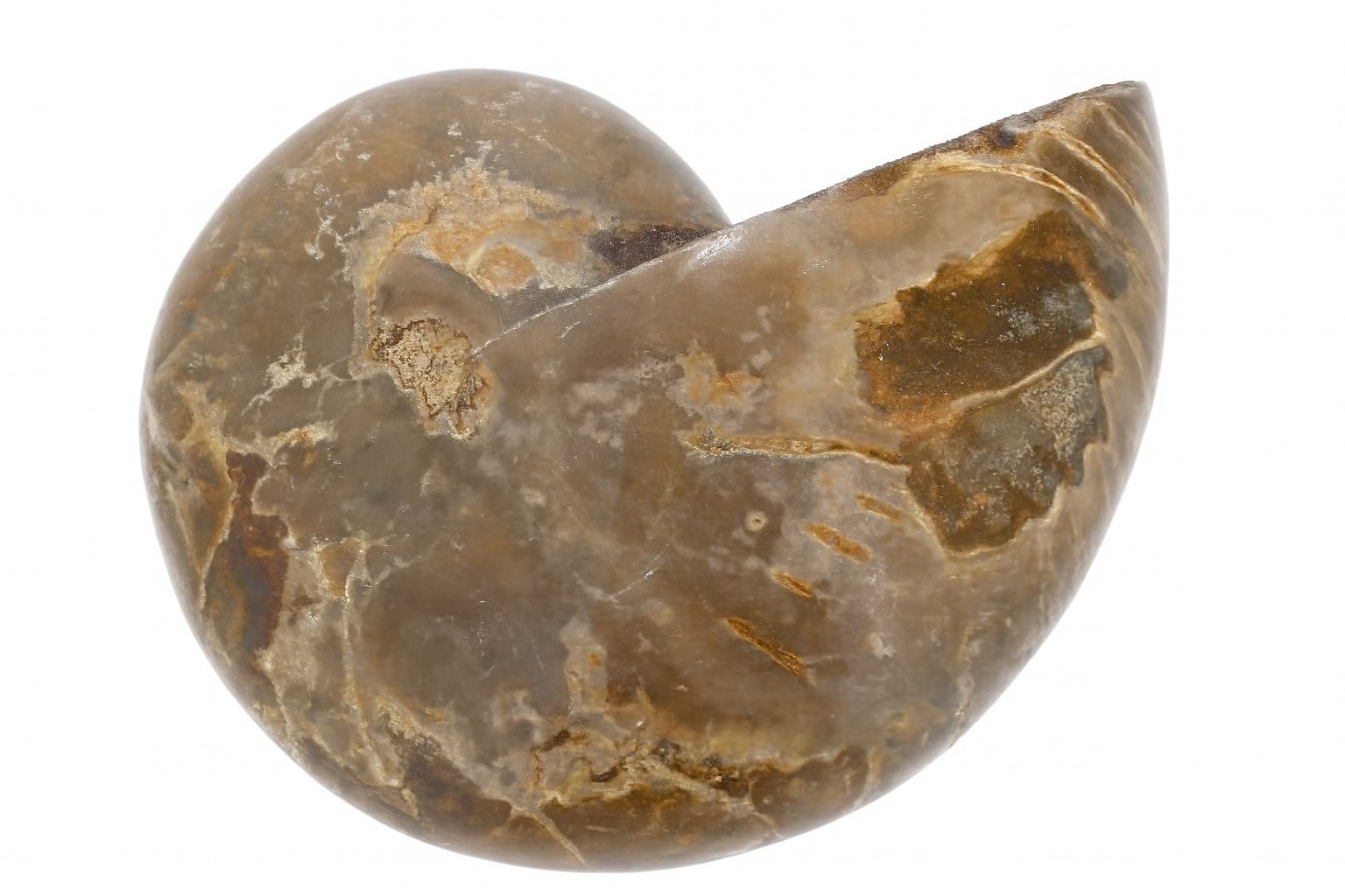 Cymatoceras sakalava.