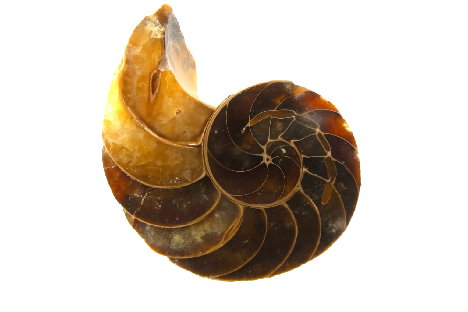 Cymatoceras sakalava.