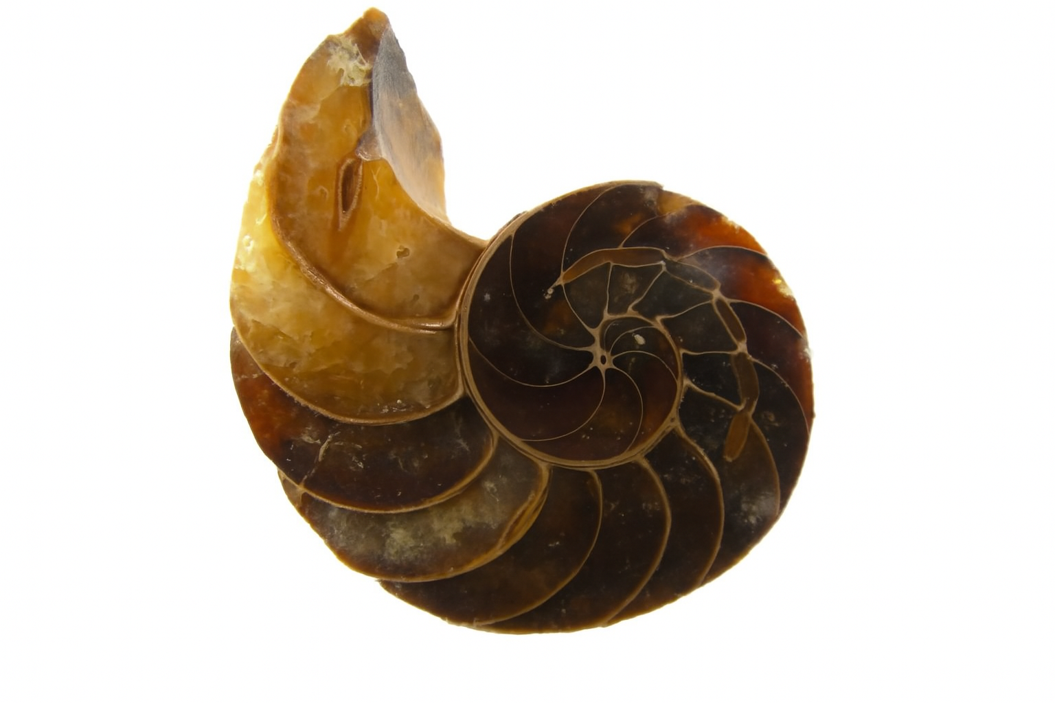 Cymatoceras sakalava.