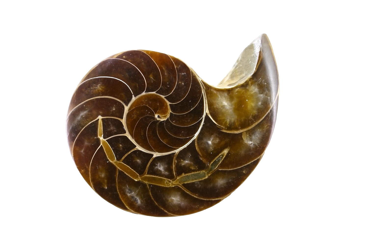 Cymatoceras sakalava.