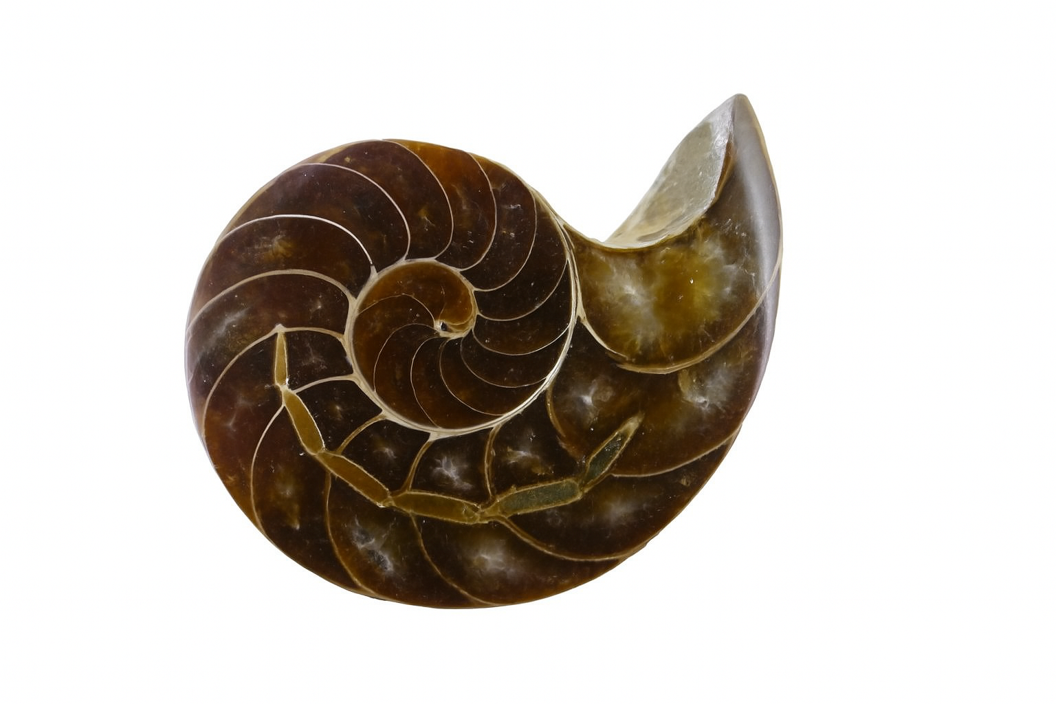 Cymatoceras sakalava.