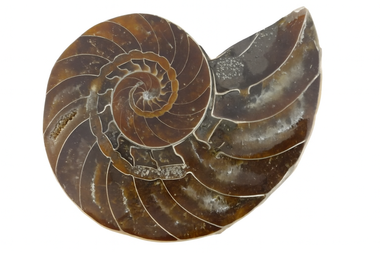 Cymatoceras sakalava.