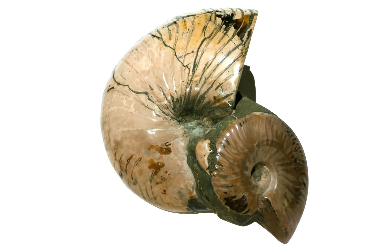 Cymatoceras sakalava.