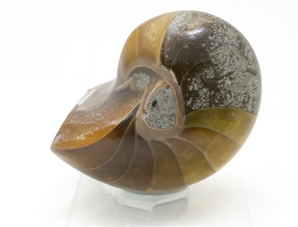 Cymatoceras sakalava.