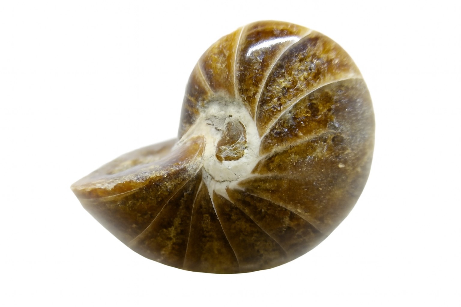 Cymatoceras sakalava.