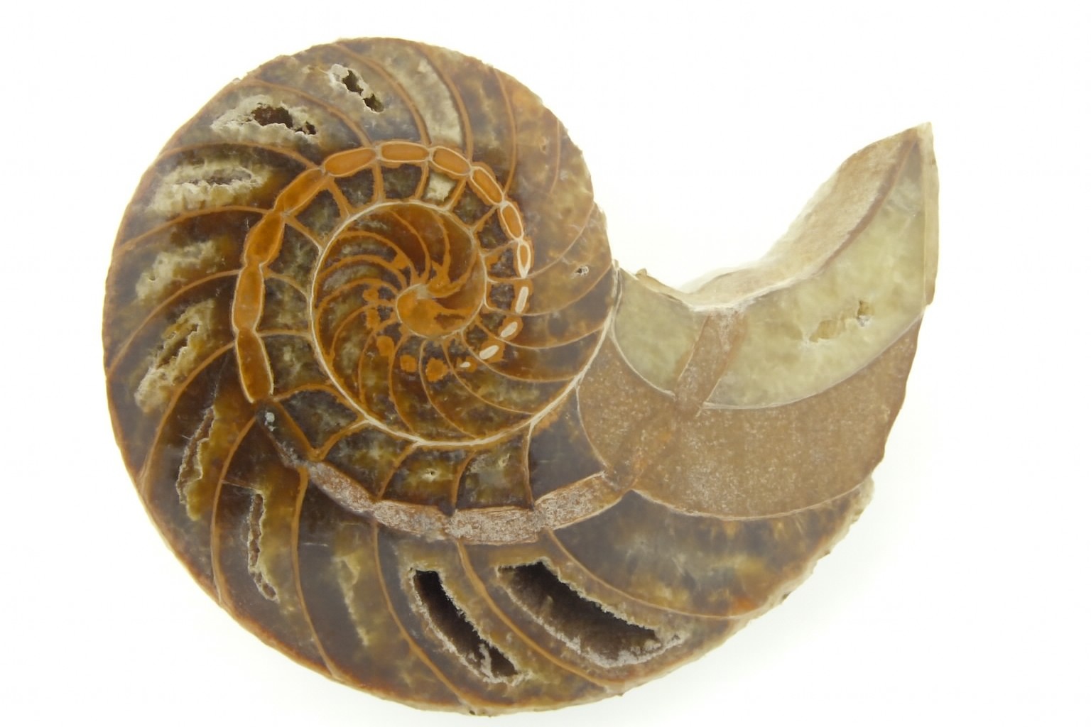 Half Cymatoceras