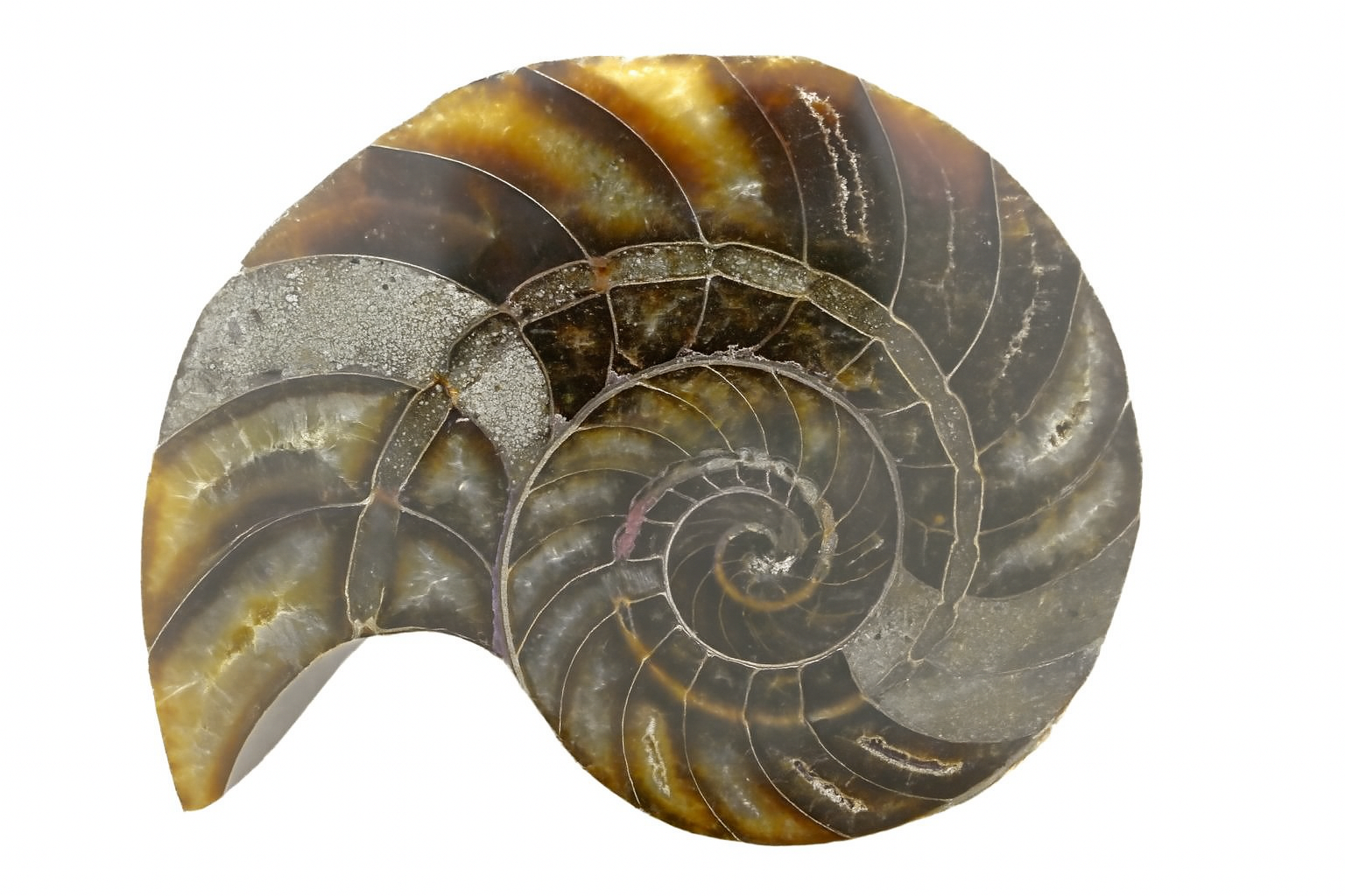 Cymatoceras sakalava.