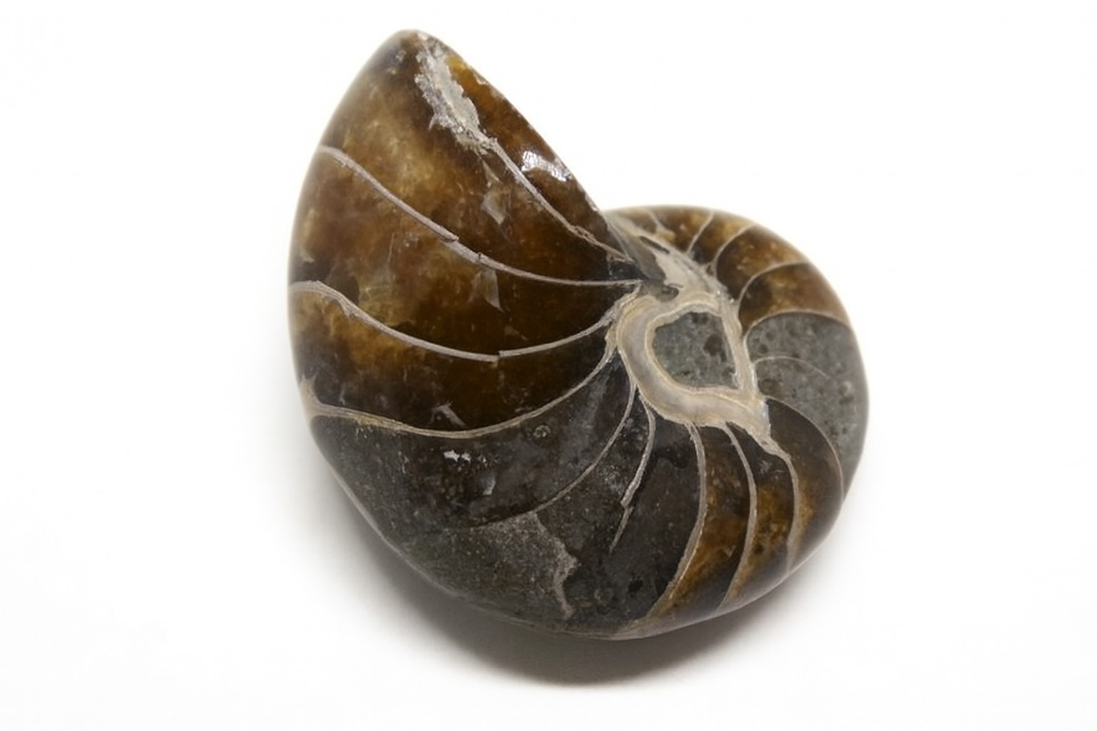 Cymatoceras sakalava.