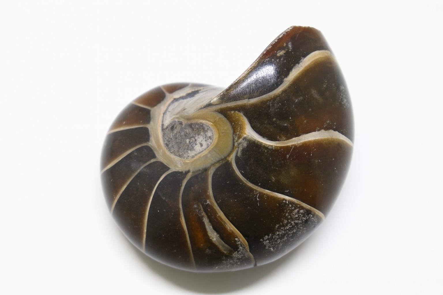 Cymatoceras