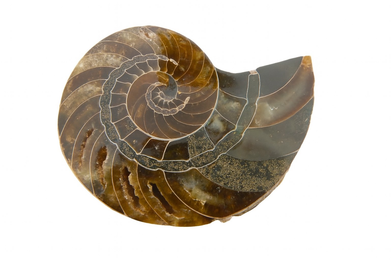 Cymatoceras sakalava.