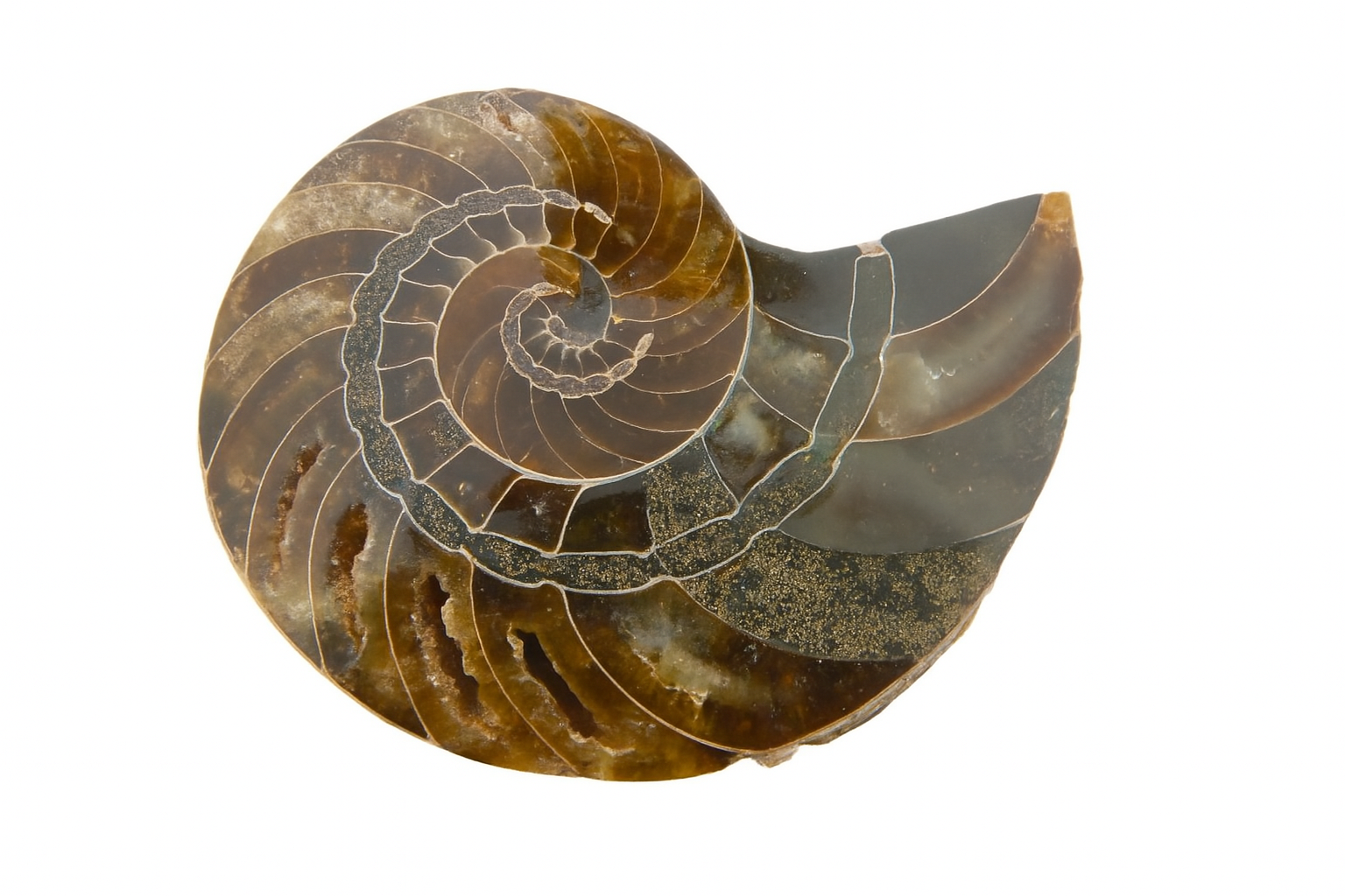 Cymatoceras sakalava.