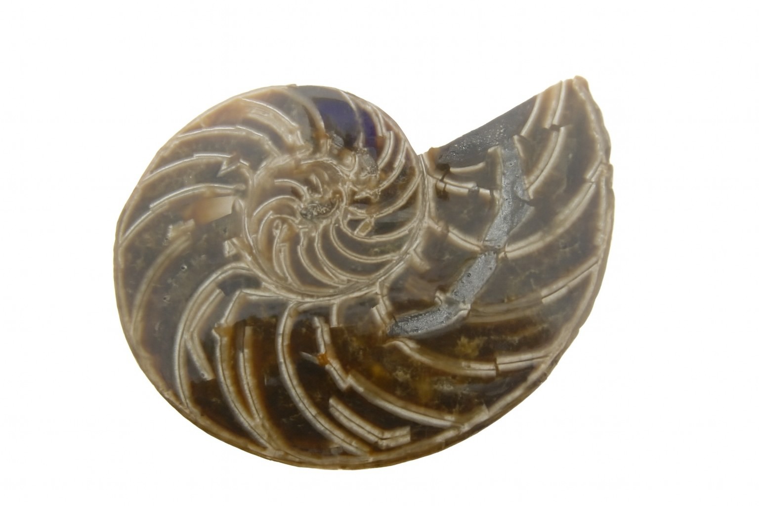 Cymatoceras sakalava.
