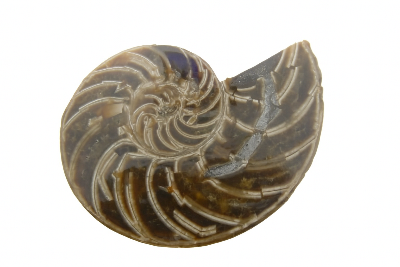 Cymatoceras sakalava.