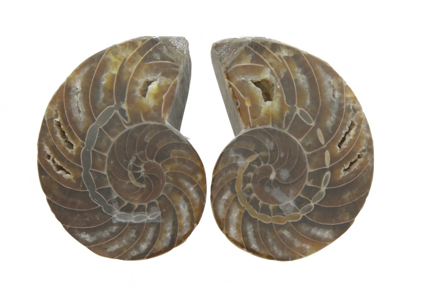 Pair of Cymatoceras Halves