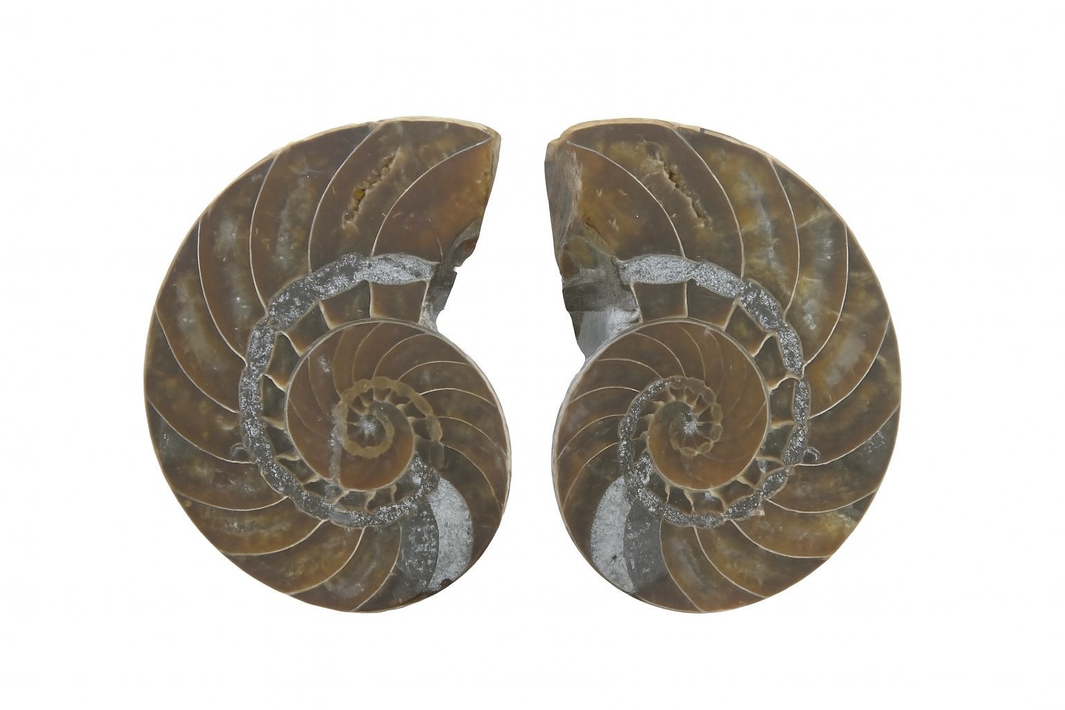 Cymatoceras sakalava.