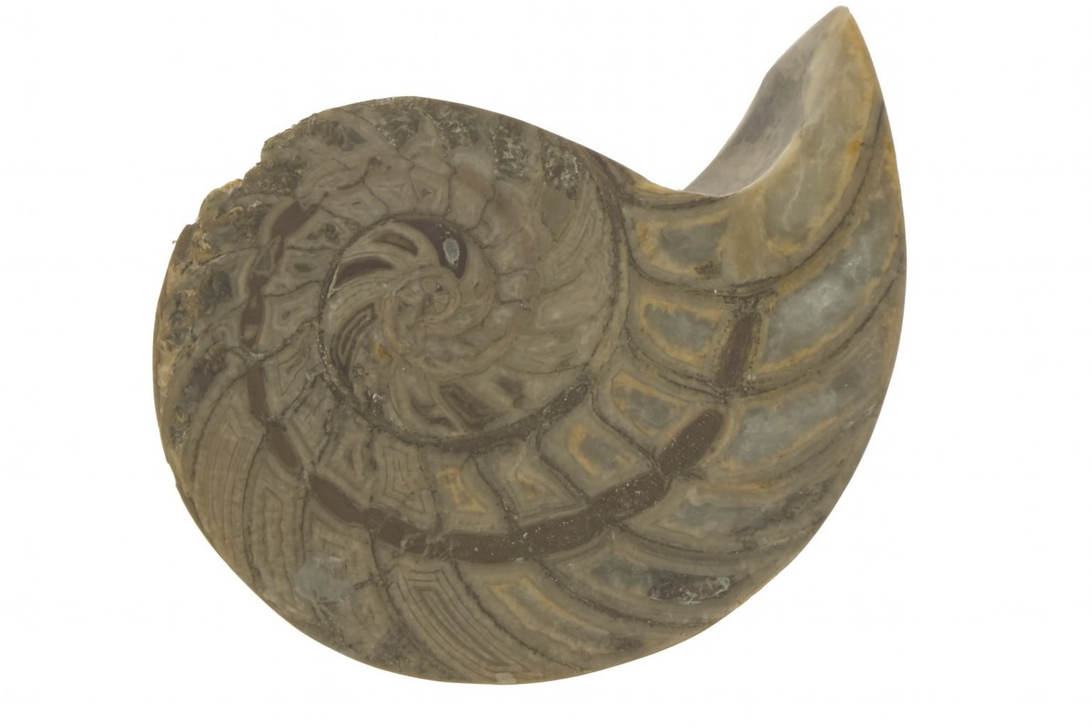 Cymatoceras sakalava.