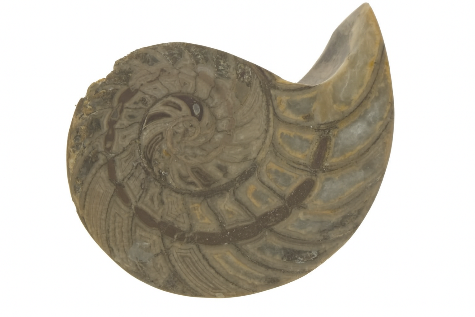 Cymatoceras sakalava.