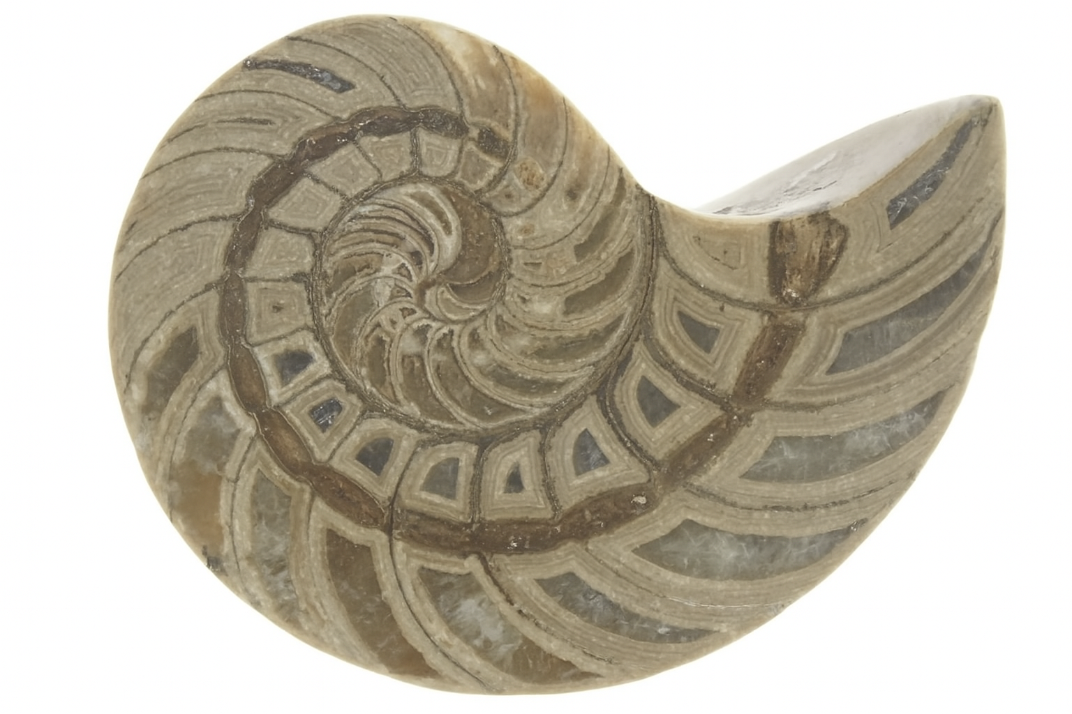 Cymatoceras sakalava.