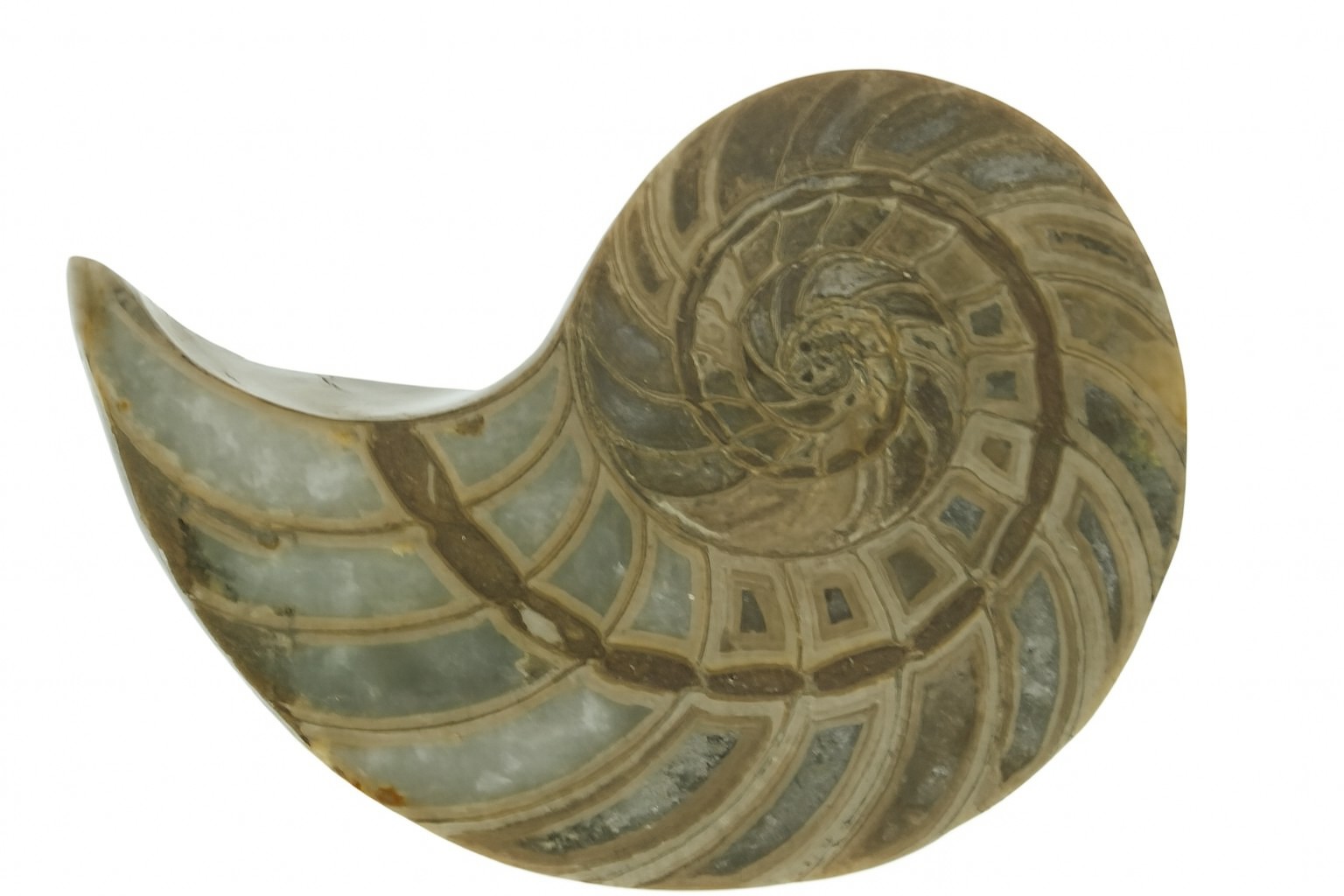 Cymatoceras sakalava.
