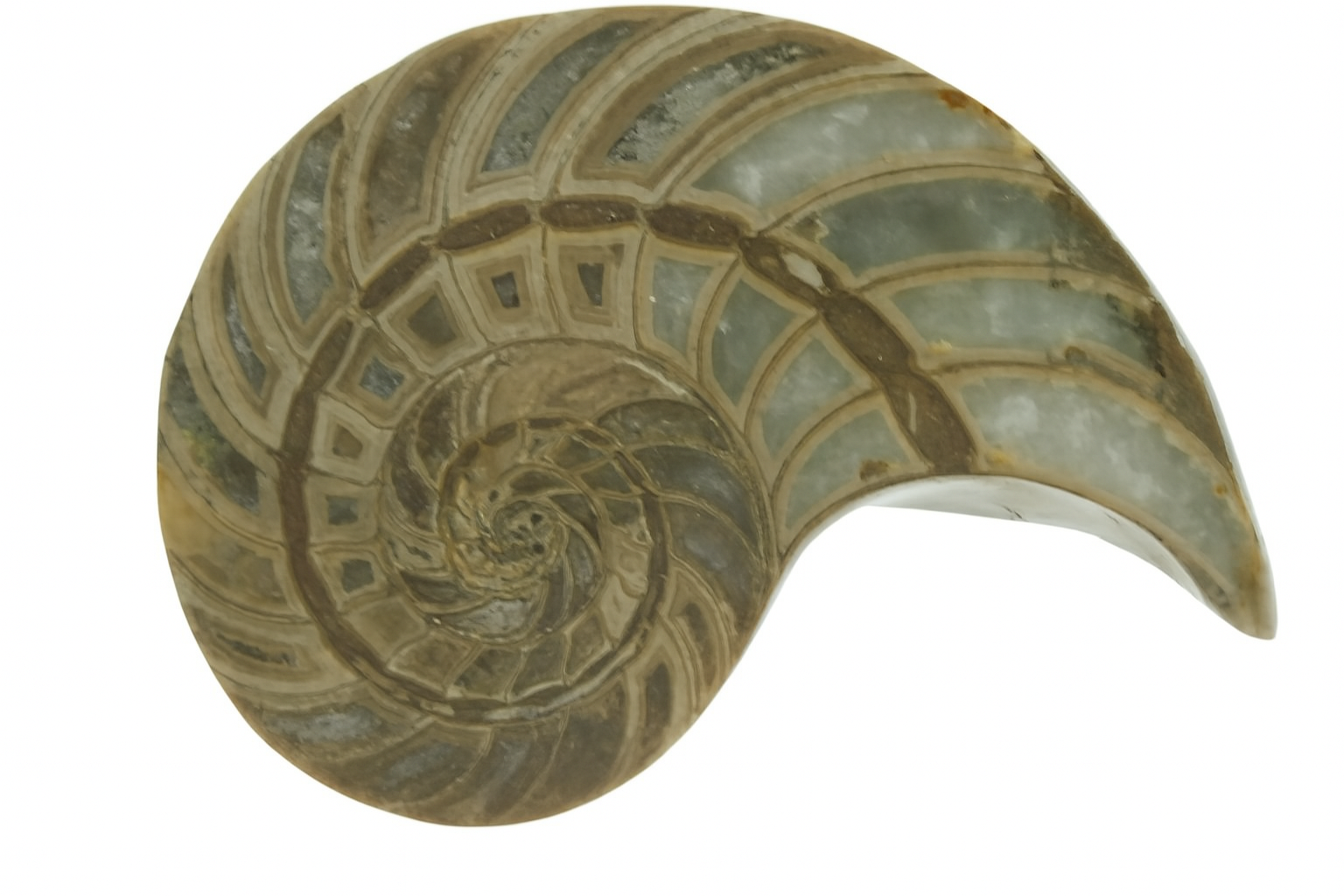 Cymatoceras sakalava.