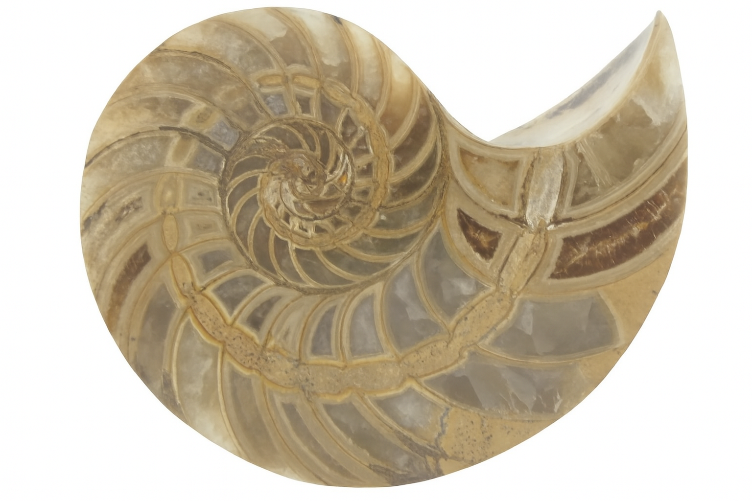 Cymatoceras sakalava.