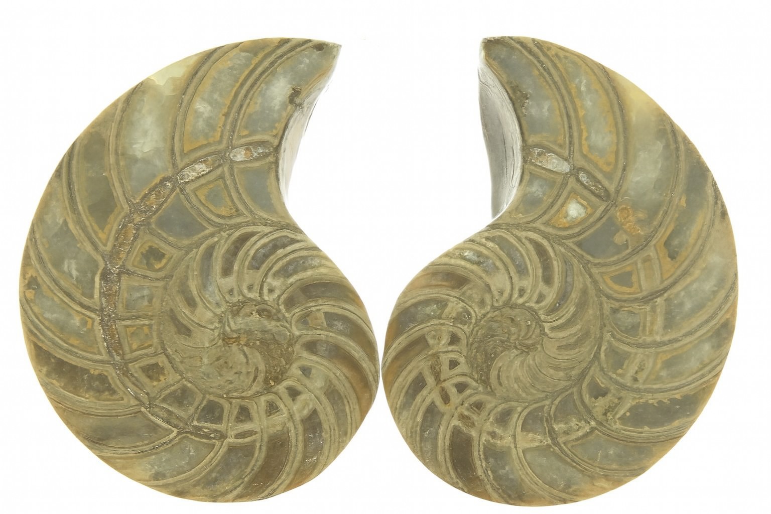 Cymatoceras sakalava.