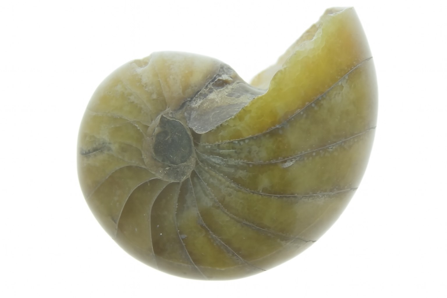 Cymatoceras sakalava.